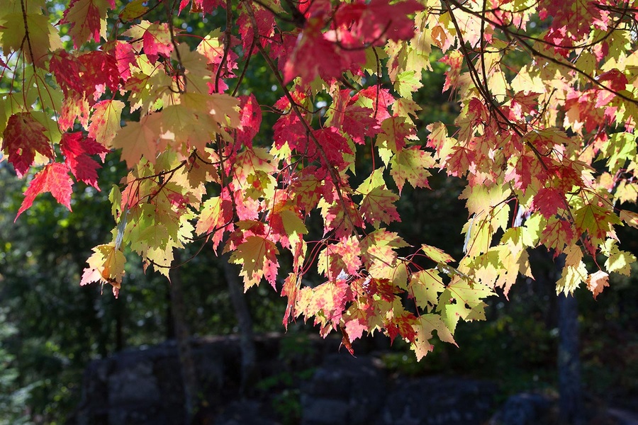 assorted fall colors