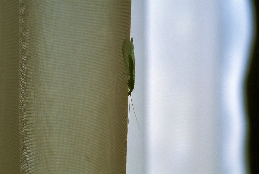 bicho tomando un descanso - [bug having a rest].