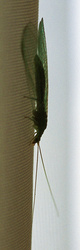 bicho tomando un descanso - [bug having a rest] _ crop