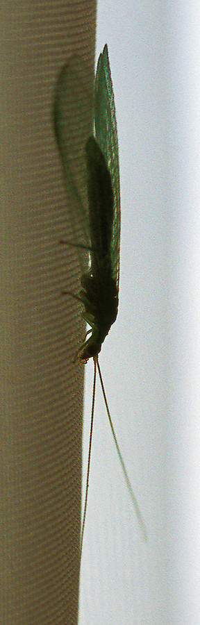 bicho tomando un descanso - [bug having a rest] _ crop