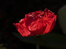 _1140349aoof30
