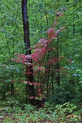 early-turning leaves