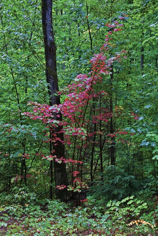 early-turning leaves