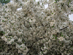 Springtime!