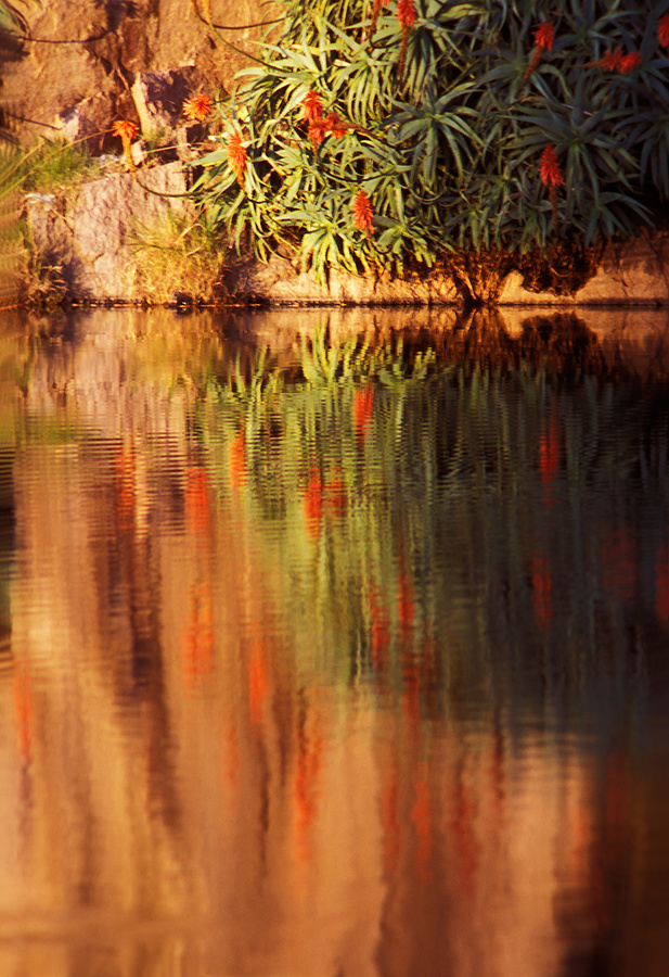 flores de tunas entre tunas entre rocas entre aguas III
