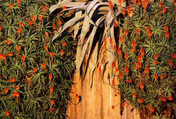 flores entre tunas entre rocas II