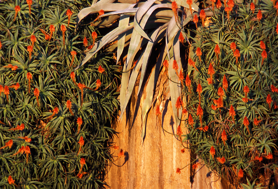 flores entre tunas entre rocas II