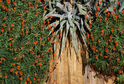 flores entre tunas entre rocas I