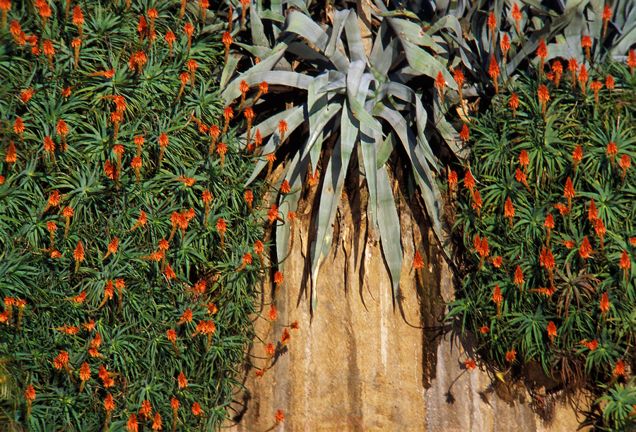 flores entre tunas entre rocas I