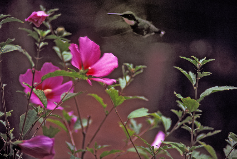 pequeño colibrí intentando alimentarse [little hummingbird struggling to feed itself]
