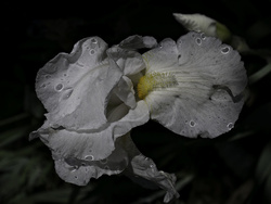 Irises