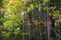 a line of trees