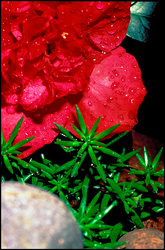 azalea mojada by raindrops