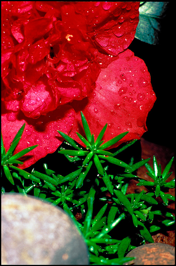 azalea mojada by raindrops