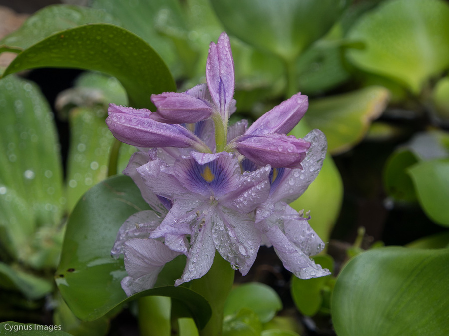 First Flowers