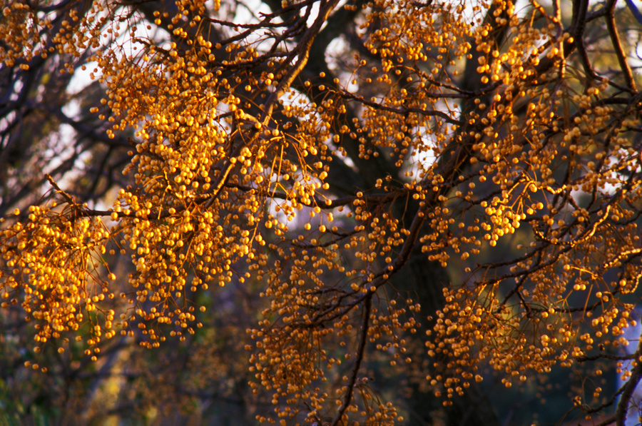 luz de invierno - junio desde mi balcón la mañana siguiente [ winter light - june from my balcony next morning ]