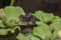 Kermit