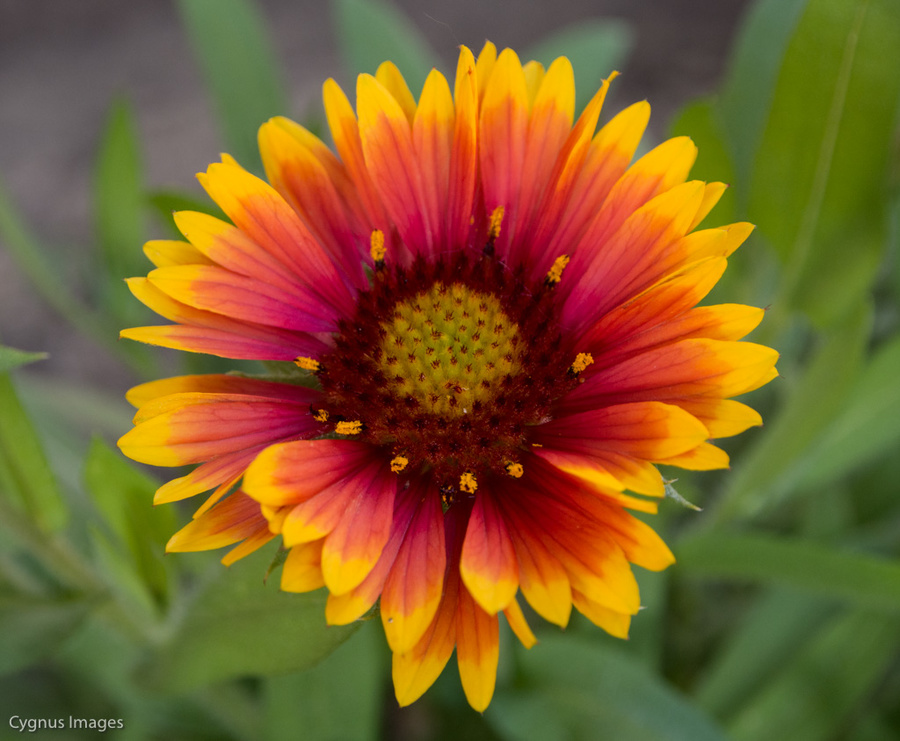 In Our Garden