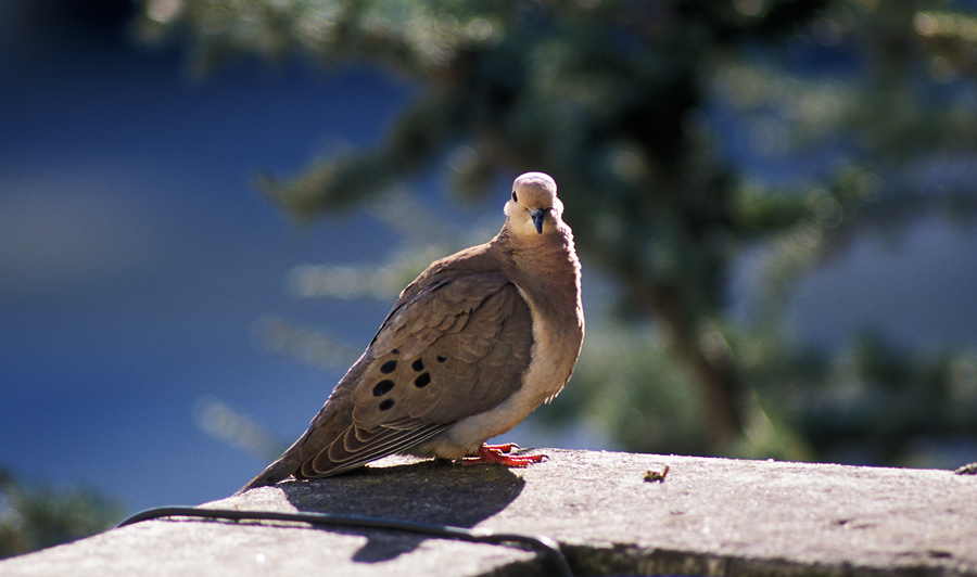 una torcaza en mi terraza tomando sol [sunbathing in my balcony]