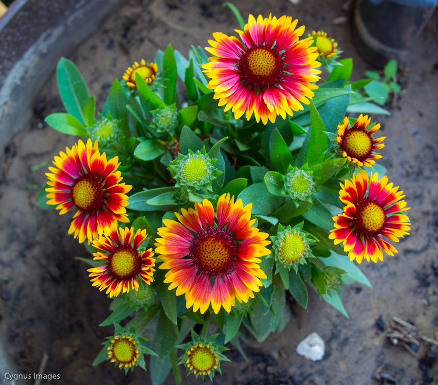 Arizona Blanket Flower