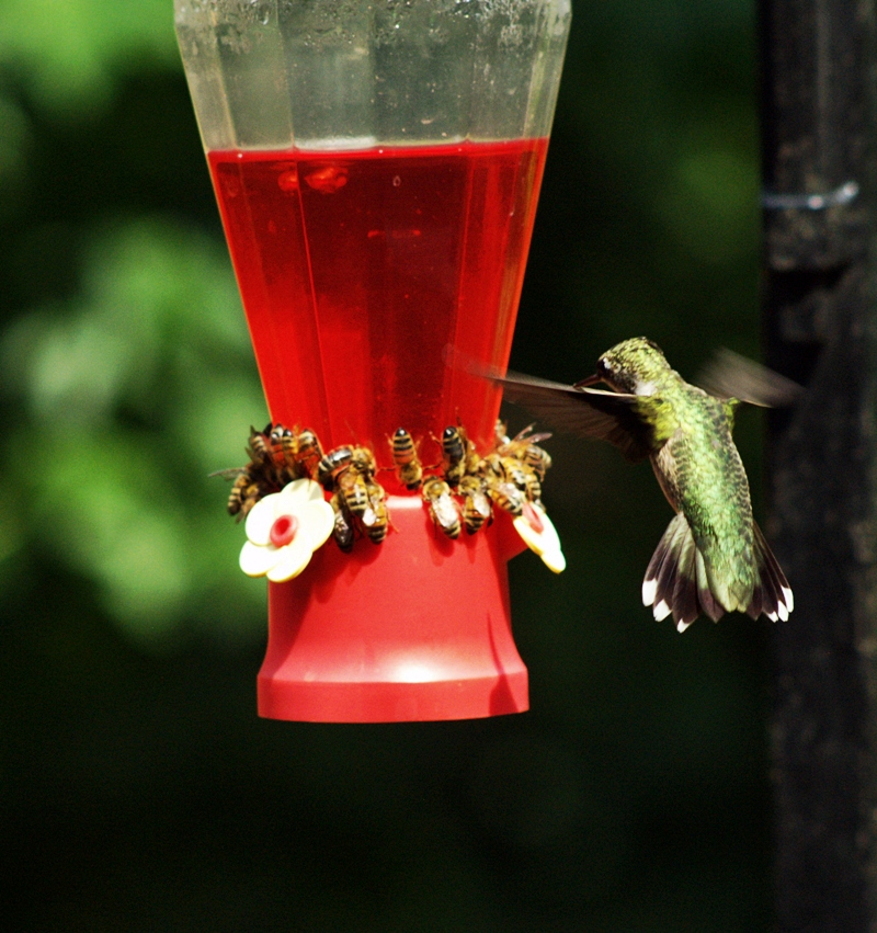 Bees w Bird i