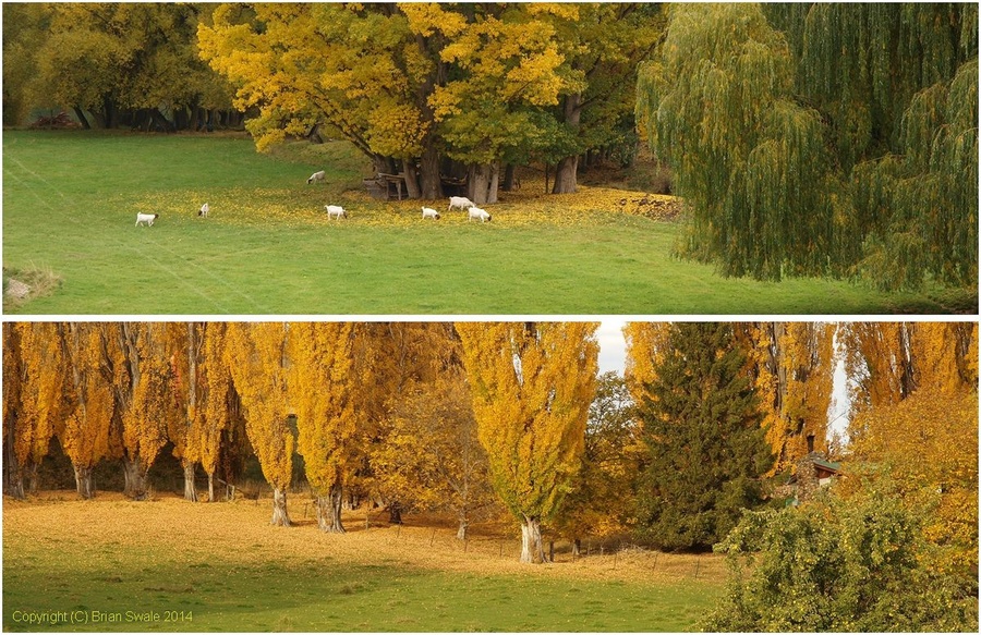Two-poplars-usm20-1200