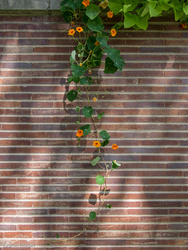 Organic Architecture