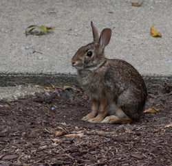 Morning Visitor