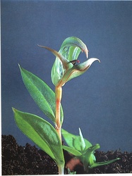 The orchid photograph