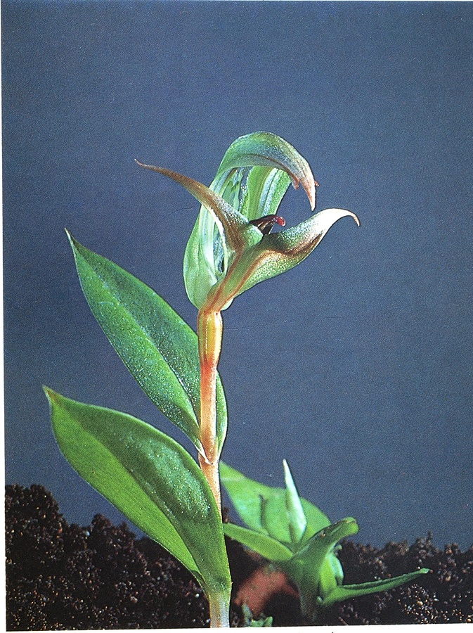 The orchid photograph