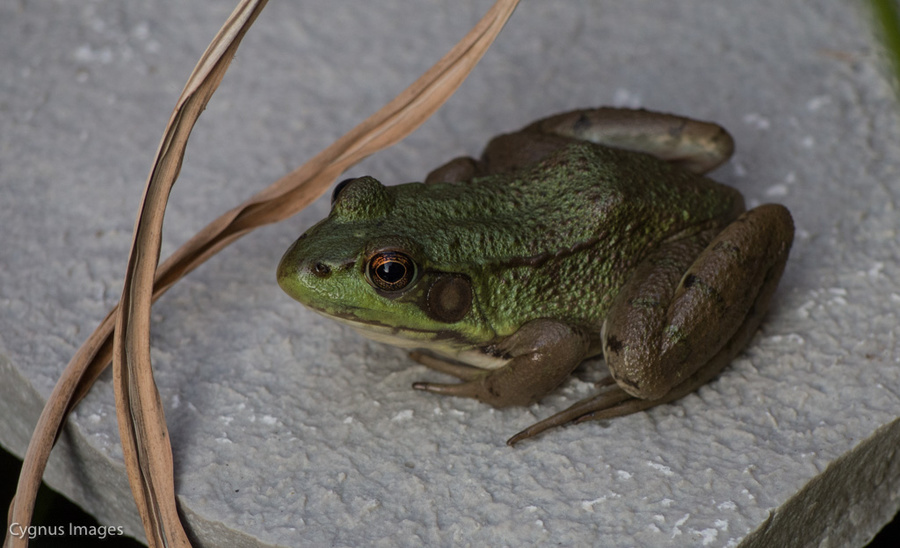 Kermit