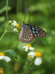 Insects