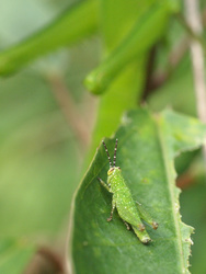 P7051263