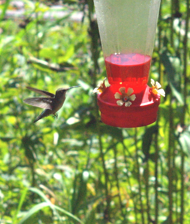 Hummer w 55 macro xcrop