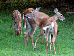 Not a 2-headed deer