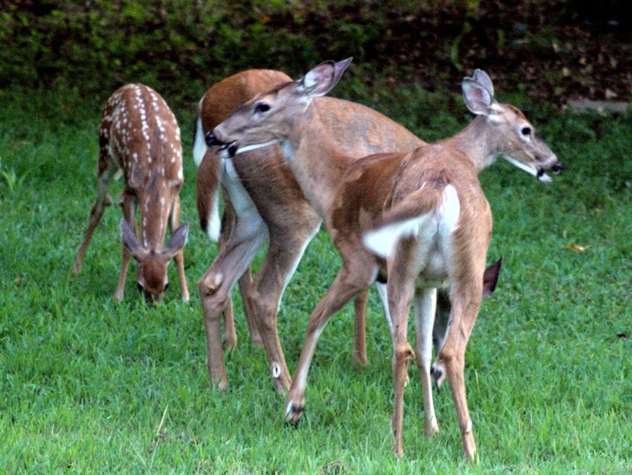 Not a 2-headed deer