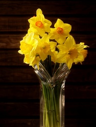 More daffodils