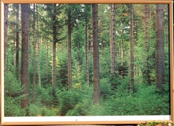 Douglas fir at Hanmer
