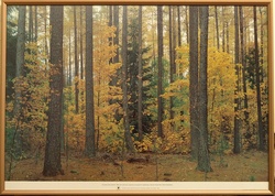 Larch at Hanmer.