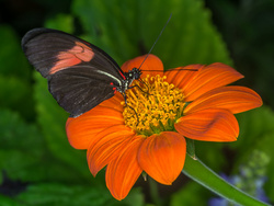 Butterflys