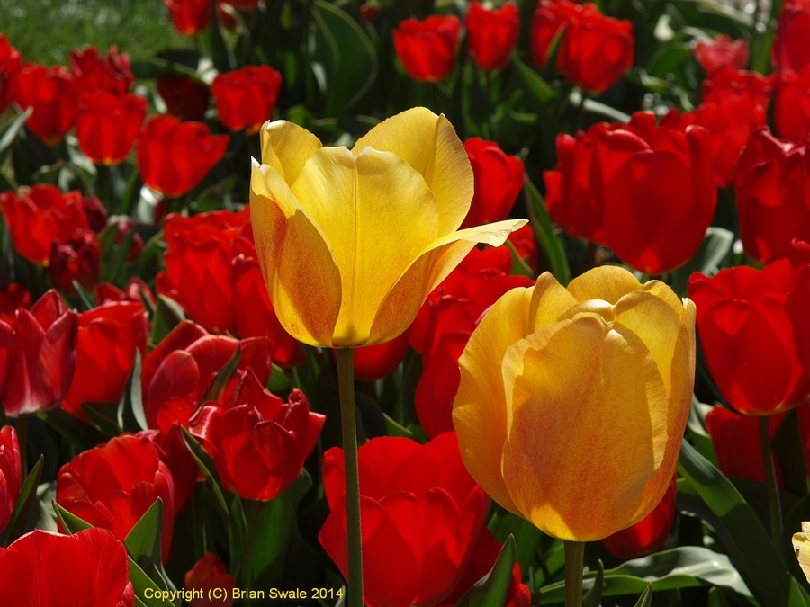 Tulip photo