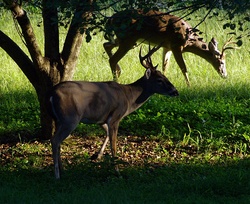 Pair of bucks