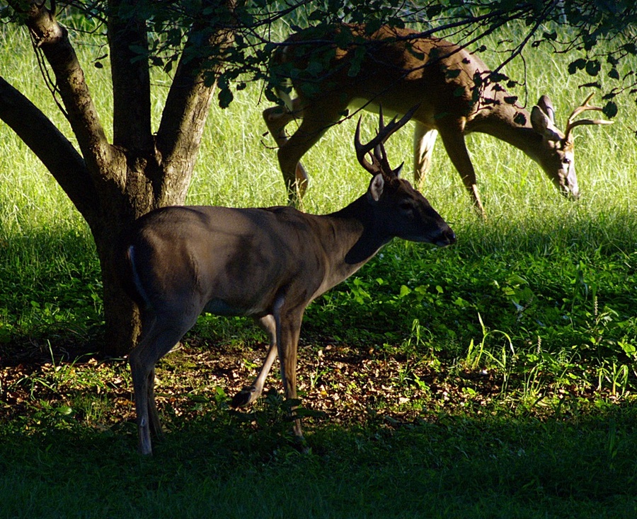 Pair of bucks