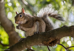 Squirrel!