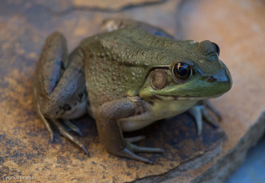Kermit's Growing Up