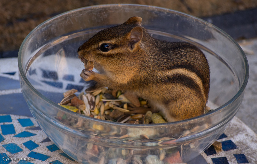 Breakfast Time