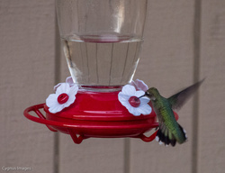 Summer Hummer
