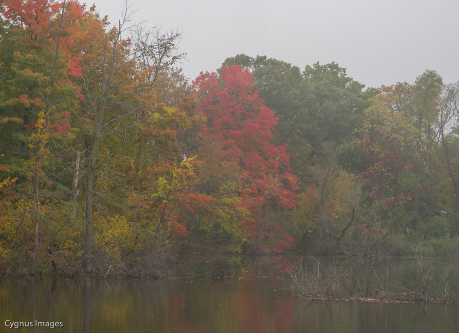 Trees In The Mist