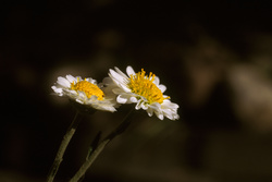indudablemente es primavera - [ undoubtedly it's spring ]