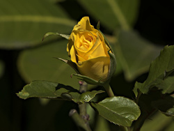 Panasonic ZS40